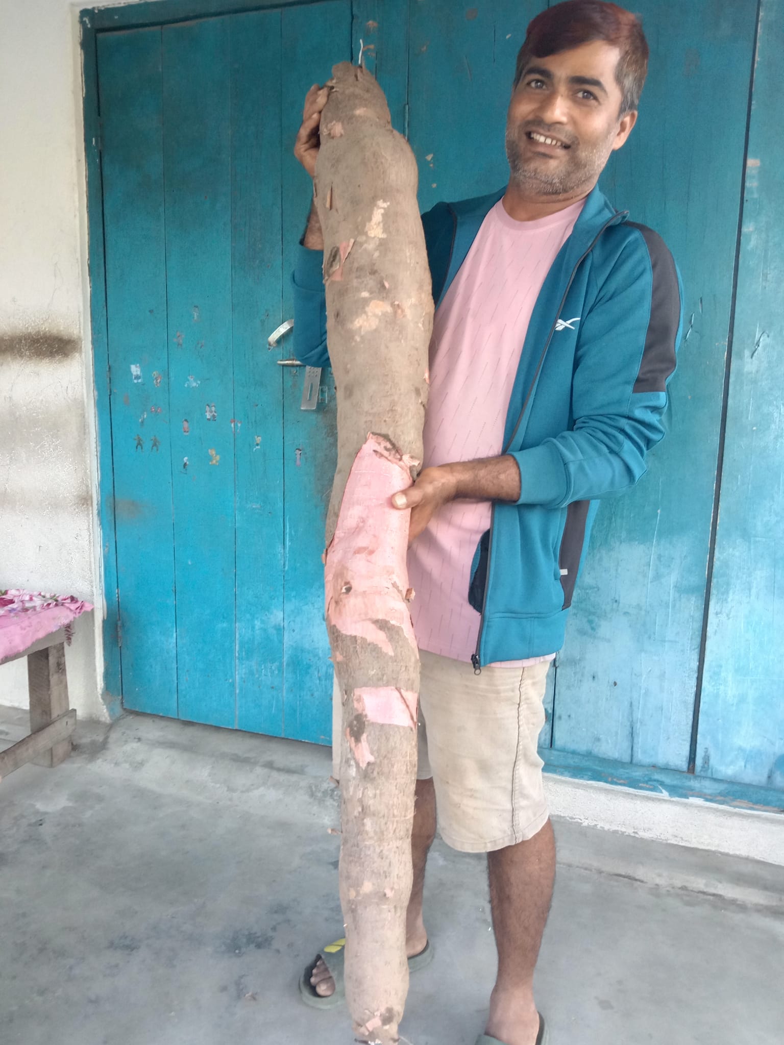 ११ केजी को सिमल तरुल,स्थानिय सरकार ले चासो नदिँदा काठमाण्डौ लागिदै